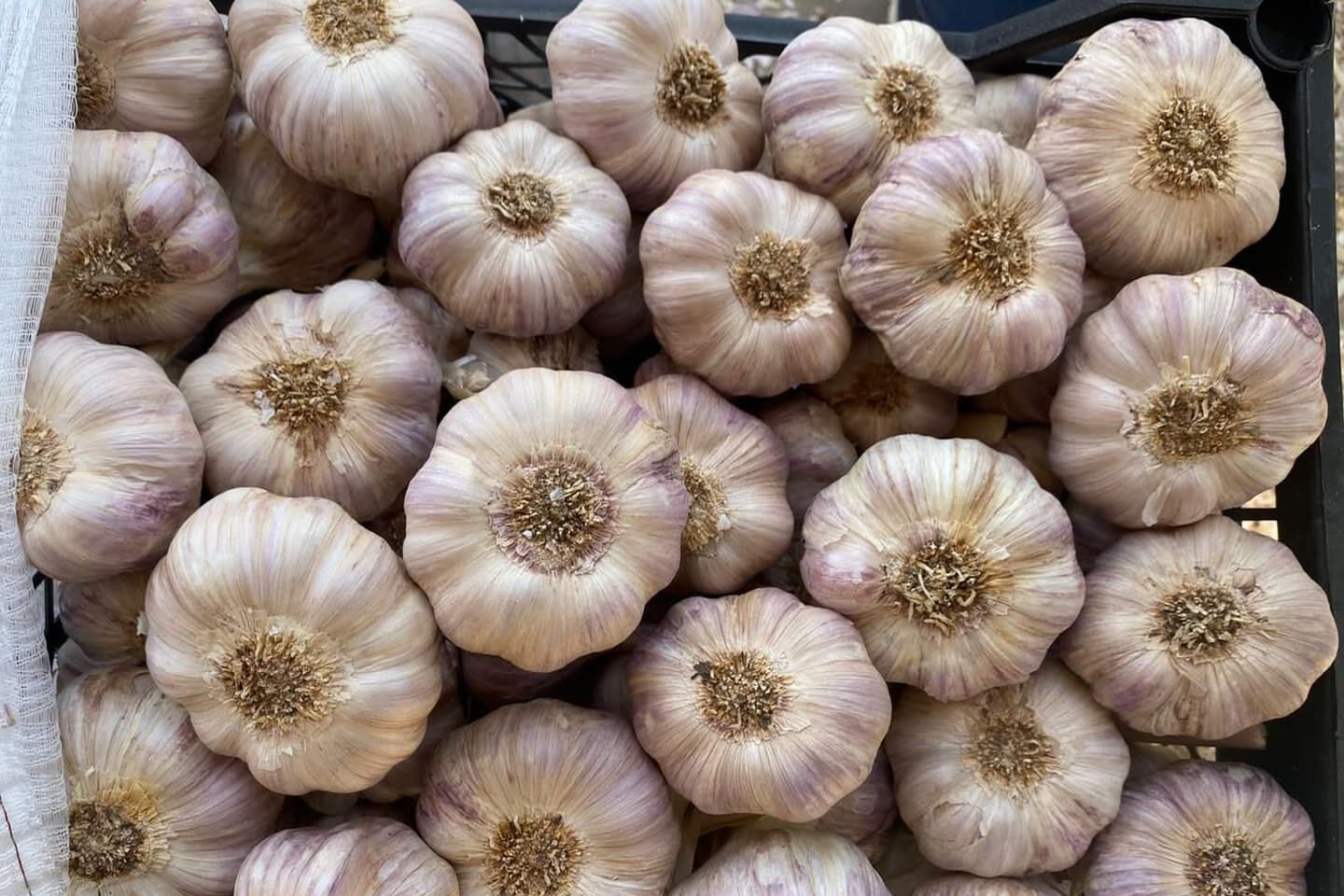 Crate of premium garlic at market