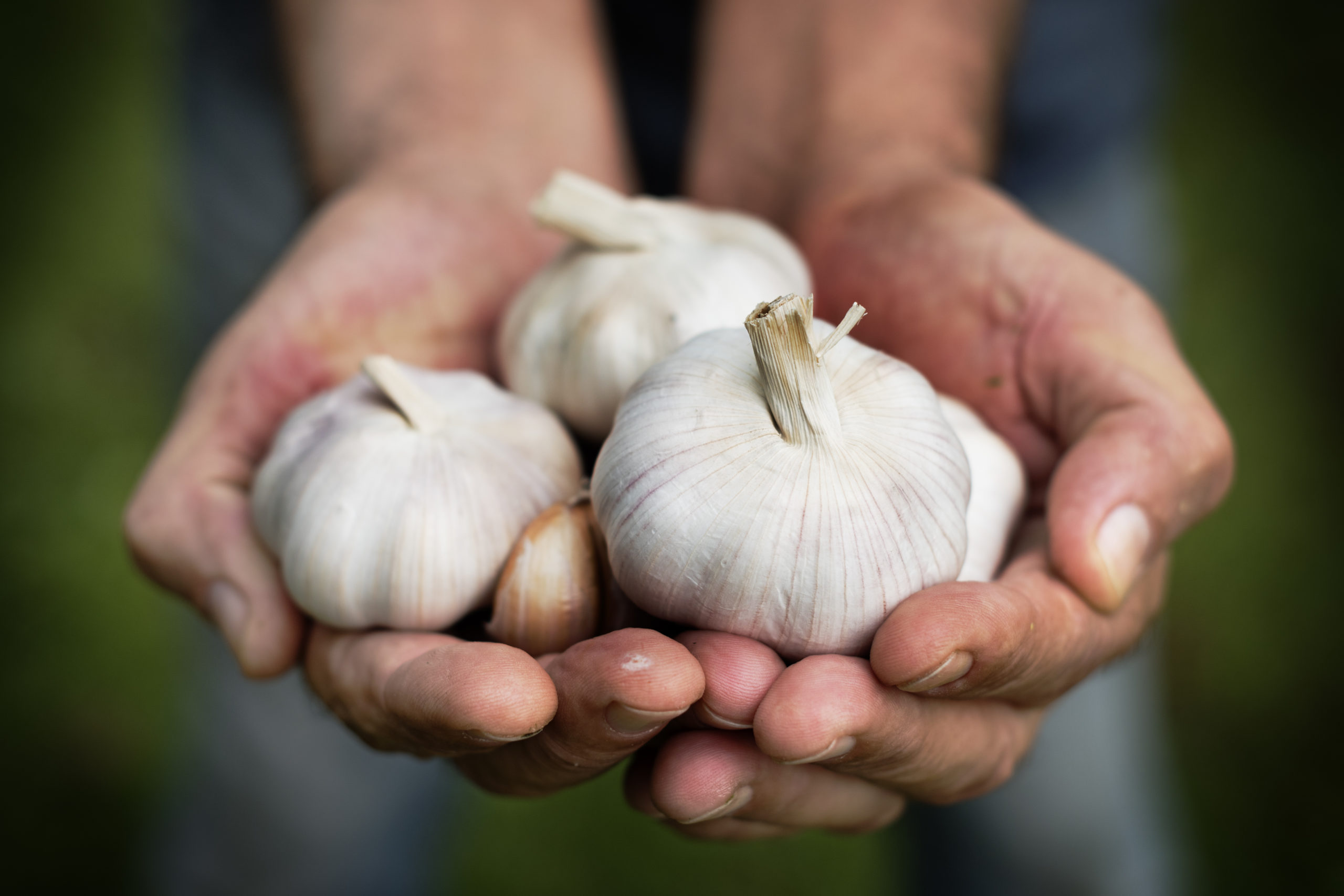 Farmer holding fresh garlic bulbs