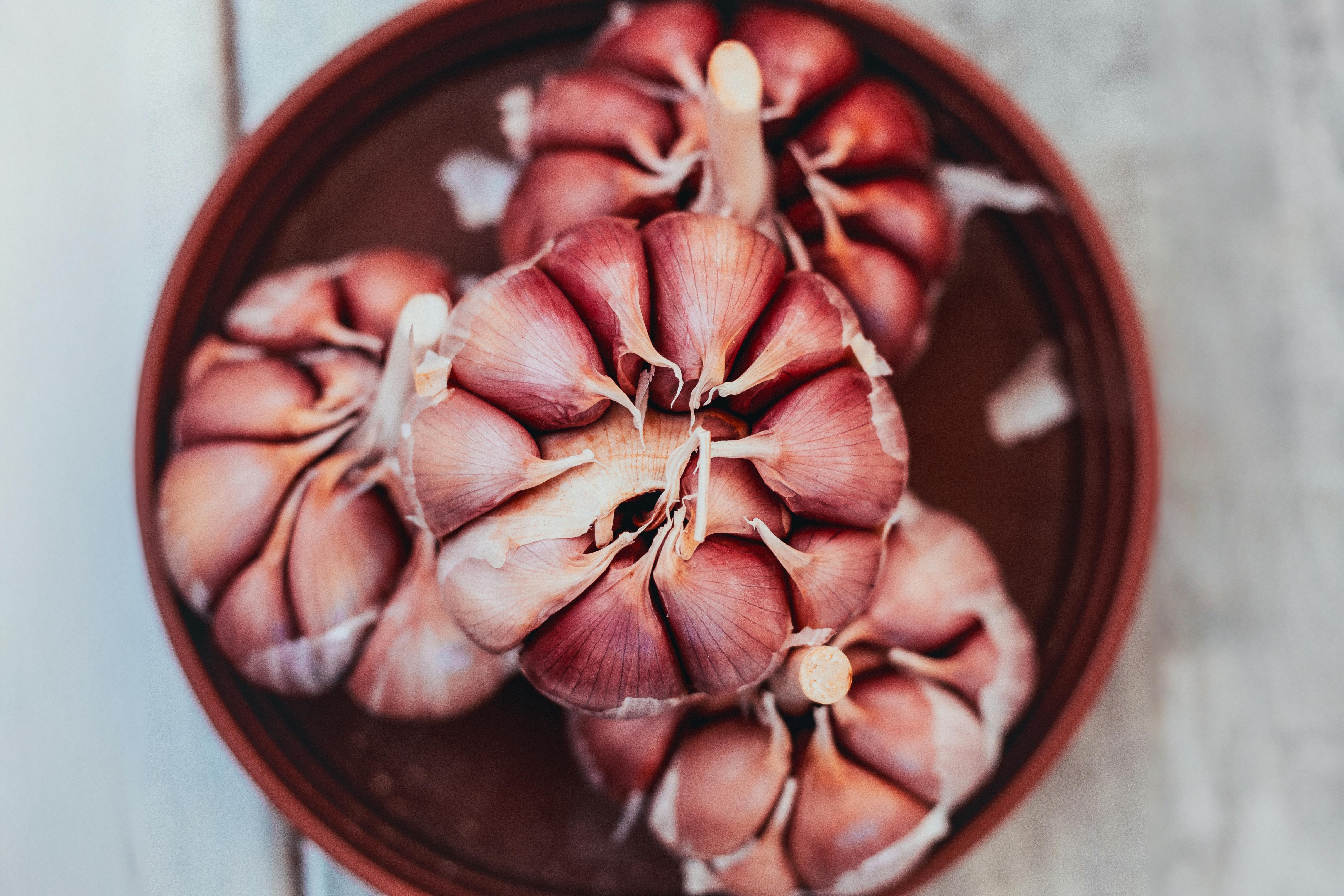 Garlic close-up
