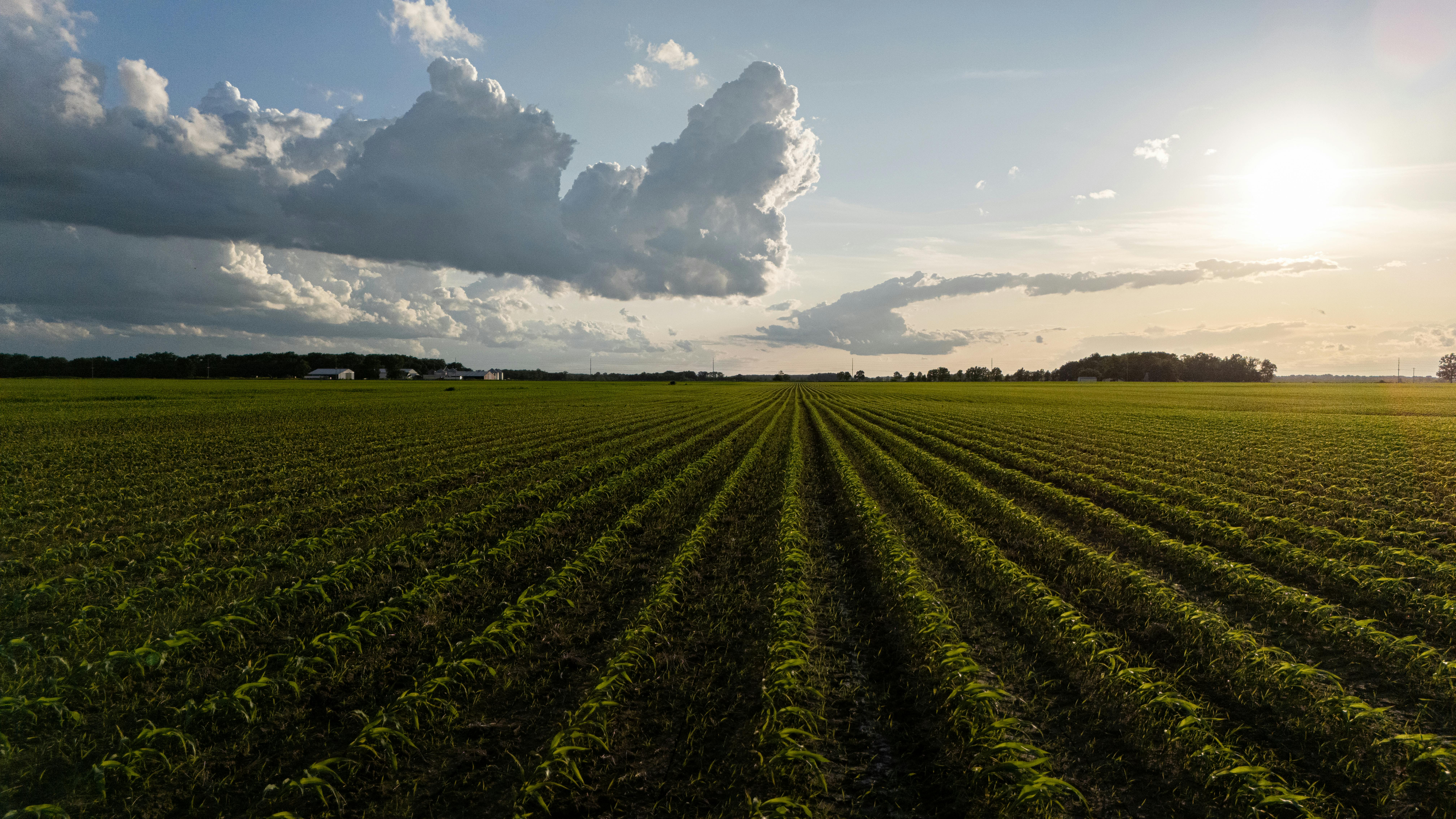 Garlic farm field